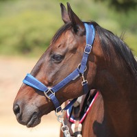 Недоуздок 1KM MIU Equestrian AirMax