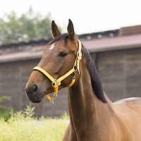 Недоуздок Ekkia EquiTheme AIR