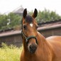 Недоуздок Ekkia EquiTheme AIR