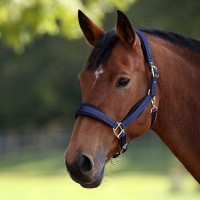 Недоуздок для лошади Shires PADDED
