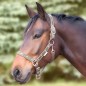 Недоуздок Little Horses WH