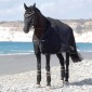 Попона флисовая накидная MIU BLACK STAR