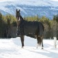 Попона зимняя прогулочная 1200D Horze NEVADA, 400г