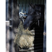 Рептух Harrys Horse